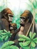 Számozott kifestő A4 formátumban - gorillák